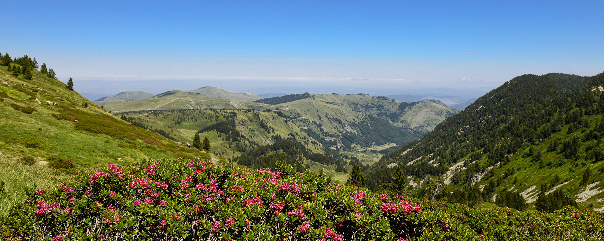 Au pied du Tarbesou. Premier plan, massif de Rhododendron.Photo: Yves Crozelon