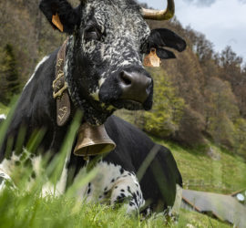 La Vosgienne est une race bovine française. Photo: Yves Crozelon