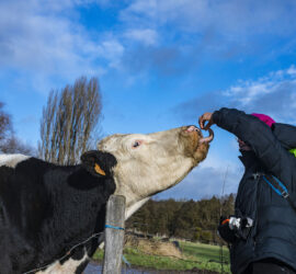 Le Sundgau carpes frites la vache Marguerite et Monique Photo: Yves Crozelon