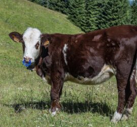 Une jeune vache de Haute-Savoie, L'Abondance. Photo: Yves Crozelon