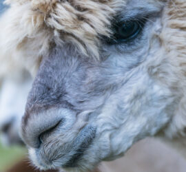 Le lama est environ deux fois la grosseur d'un alpaga et est plus grand d'un demi-mètre. Photo Yves Crozelon