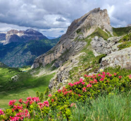 Les Dolomites Italiennes-Val di Fassa du 02au 08 juillet 2023. En premier plan de magnifiques Rhododendron. Photo: Patrick Marcelli