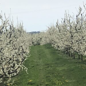 Cerisiers en fleurs dans l'Eggenerthal (D)